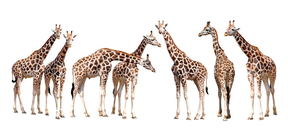 Image for Locusts, Giraffes, and the Meaning of Kashrut