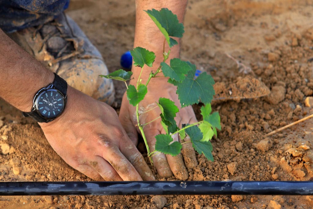 Image for Podcast: Seth Siegel on Israel’s Water Revolution