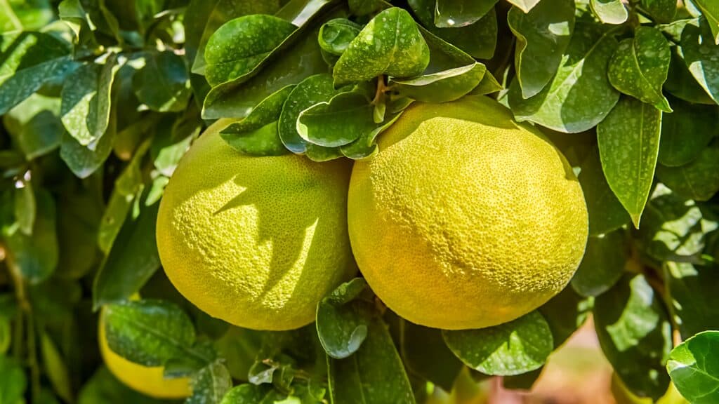The Halakha Behind Israeli Food Technology