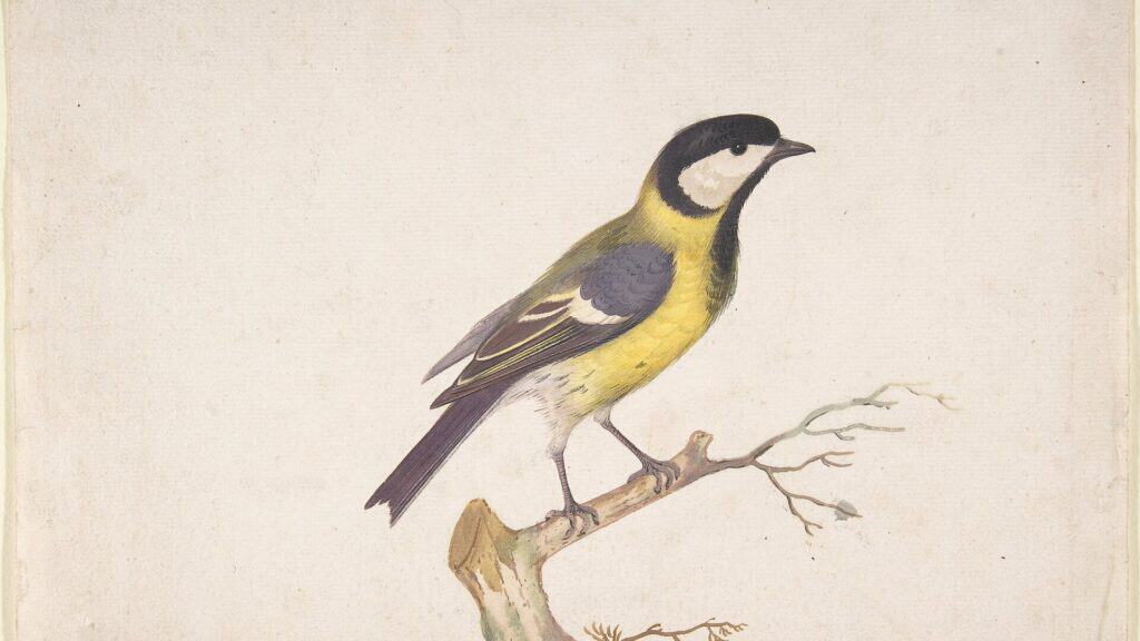 Birding as an Antidote for Our Distracted Generation