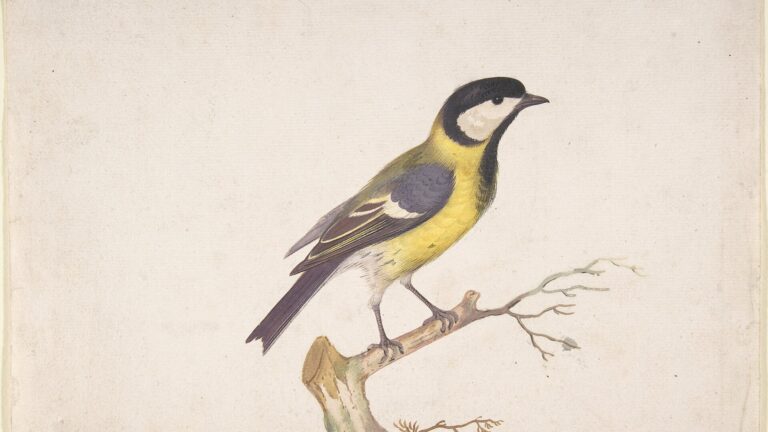 Birding as an Antidote for Our Distracted Generation
